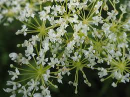 Image result for Pimpinella buchananii