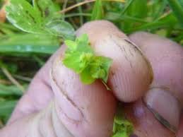 Die gattung euphorbia oder wolfsmilch ist sehr umfangreich. Wolfsmilch Mit Freude Selber Machen