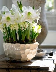 English primrose isn't like its own primrose cousins, which mostly bloom in the spring and summer. Seasonalwonderment Yes Yolan Bellos Centros Bulb Flowers Flowering House Plants Spring Bulbs