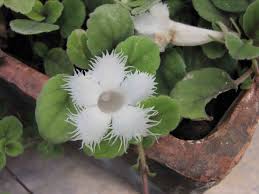 Alsobia is a genus of flowering plants in the family gesneriaceae, native to mexico, guatemala and costa rica. Alsobija Wikipedija