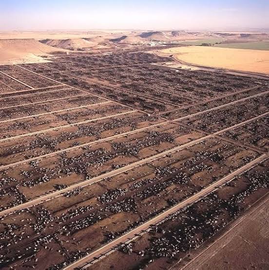 Aerial view of a typical U.S. feedlot, generada por IA