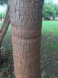 Image result for Ochna richardsiae