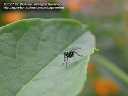 Maybe you would like to learn more about one of these? Beneficial Insects In The Garden 25 Long Legged Flies