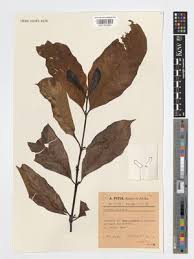 Image result for Funtumia africana