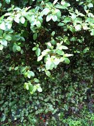 What Causes Azalea Leaves To Fall Off
