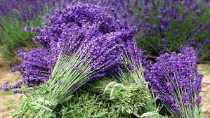 I 3 Lavender Lavender Plant Lavender Plants For Sale Lavender Farm
