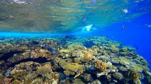 Multi location business find locations. Coral Reefs Face Elimination By The End Of The Century