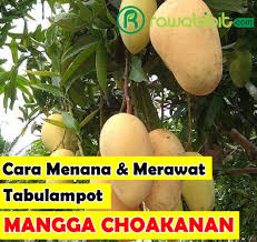 Buah naga adalah buah dari beberapa jenis kaktus dari marga hylocereus dan proses penanaman buah naga : 5 Cara Menanam Dan Merawat Mangga Chokanan Dalam Pot Agar Mampu Berbuah Sepanjang Tahun Rawabibit Com