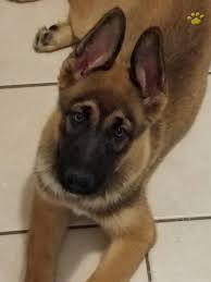 The german shepherd pit bull mixed dogs have a keen sense of peoples energy levels, if you are a calm and collected person who also show leadership these dogs will follow. Hercules German Shepherd Mix Puppy For Sale In Southfield Mi Happy Valentines Day Happyvalentinesday2016i