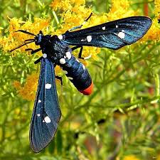 Black And White Spotted Moth Ohio The Polka Dot Wasp Moth Syntomeida Epilais Is A Species Of Moth Thought To Be Native To The Caribbean The Species Is Also Moth Moth Species Oleander Plants