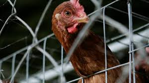 Image result for caged chicken
