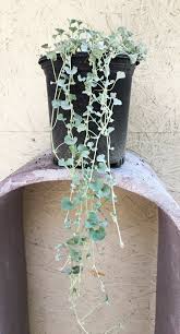 Image result for Dichondra