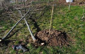 preform pond | sorta like suburbia