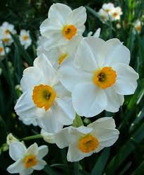 Narcissus Geranium Bulb Flowers Narcissus Flower Geraniums