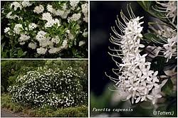 Image result for Pavetta sp. E