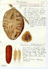 Image result for Coleus betonicifolius