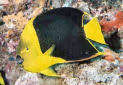 Queen angelfish (juvenile 1) holacanthus ciliaris. Rock Beauty Angelfish Holacanthus Tricolor Fish Guide And Pictures
