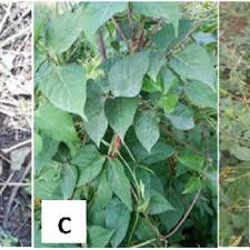 Image result for Allophylus abyssinicus