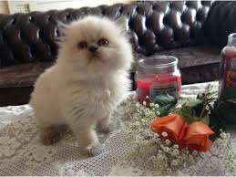 He is high maintenance and he has some health issues, but for many his looks and personality overcome those drawbacks. 3 Stunning Colourpoint Persian Kittens Dubai Dubai Classifieds