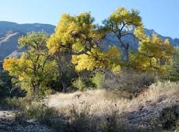 Image result for Fraxinus velutina