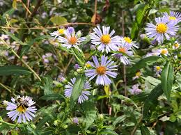 Image result for Aster chimanimaniensis
