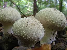 La Vesse De Loup Un Champignon Qui Part En Fumee Champignons Farcis Champignon Cueillette Champignon