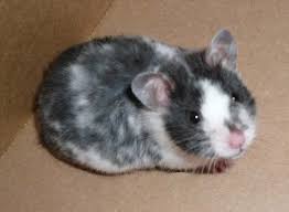 Black And White Syrian Hamster For Sale Black Dominant Spot Hamster Hamster Breeds Baby Hamster Syrian Hamster