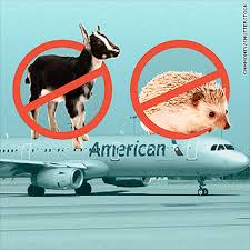 Pets that do not american airlines allows you to travel in the cabin with a service animal that you need for emotional support, as long as you meet certain guidelines. American Airlines Bans Insects Hedgehogs And Goats As Emotional Support Animals