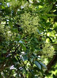 Image result for Neocussonia umbellifera