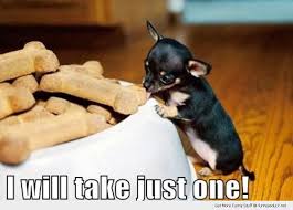 Long coat apple head chihuahuas puppies 2 females akc champion blood line 2 females 1 chocolate tri colored female panchita 1 black… view details. Chihuahua Dog Quotes Quotesgram
