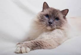 Beautiful cute ragdoll cat with beautiful light blue eyes, looking directly at the camera. Ragdoll Cat Breed Information Advice About Ragdoll Cats Your Cat