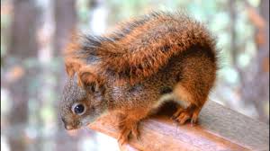 A liquid heating pad that recirculates water is the best for heat control. Curious Baby Red Squirrel Squirrel Appreciation Day Youtube