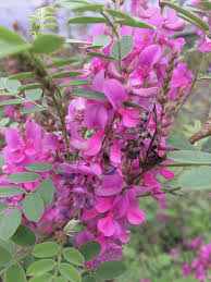 Image result for Indigofera cryptantha