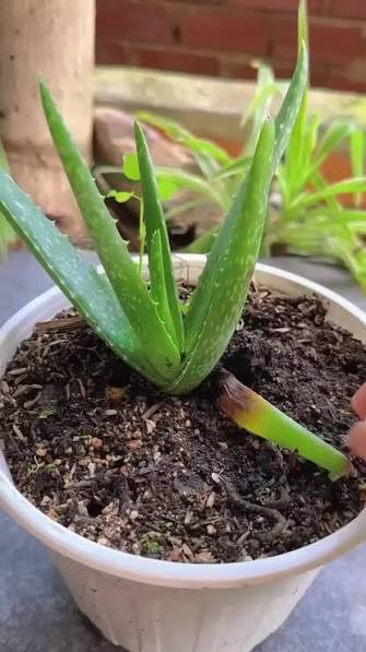 How to Propagate Aloe Vera From Cuttings?