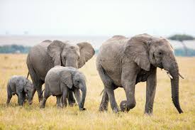 Image result for Asian elephant