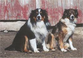 Black And Tan Australian Shepherd English Shepherd The Shepherd S Mastiff English Shepherd Shepherd Dog Breeds Australian Shepherd Dogs