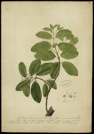 Catálogo de las plantas vasculares del cono sur monographs in systematic botany from the missouri botanical. Calophyllum Brasiliense Wikidata