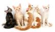 LaPerm Cat Breed Information, Pictures, Characteristics ...
