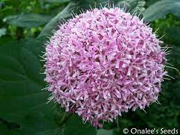 Image 0 Of Mexican Hydrangea Clerodendrum Bungei Plant Plants Hydrangea Pink And Purple Flowers