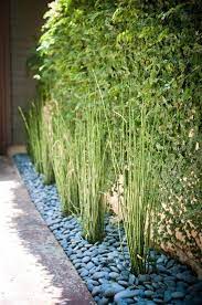 Horsetail Sedge Is A Wetland Favorite Garden Delights Online Plant Nursery River Rock Landscaping Modern Landscaping Modern Landscape Design