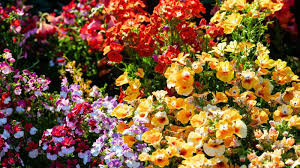 Image result for Nemesia