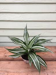 Image result for Dracaena laxissima