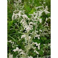 Image result for Aerva lanata