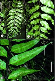 Image result for Asplenium gemmiferum