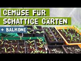 Jeder weiß, ein apfel ist obst und eine kartoffel ist gemüse. Der Wert Von Sonne Und Schatten Fur Gurken Farmer