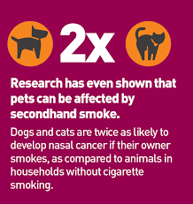 Research shows just how dangerous second and third hand smoke is to the animals who live with us. The Impact Of Secondhand Smoke