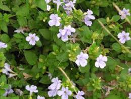 Image result for Barleria spinulosa