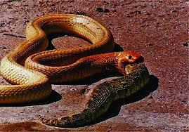 Cape Cobra Swallowing A Puffadder Snake The Venom Africa
