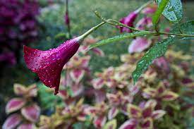 How To Fertilize Mandevilla Plants Sunday Gardener