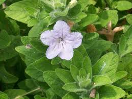 Image result for Vandellia humilis